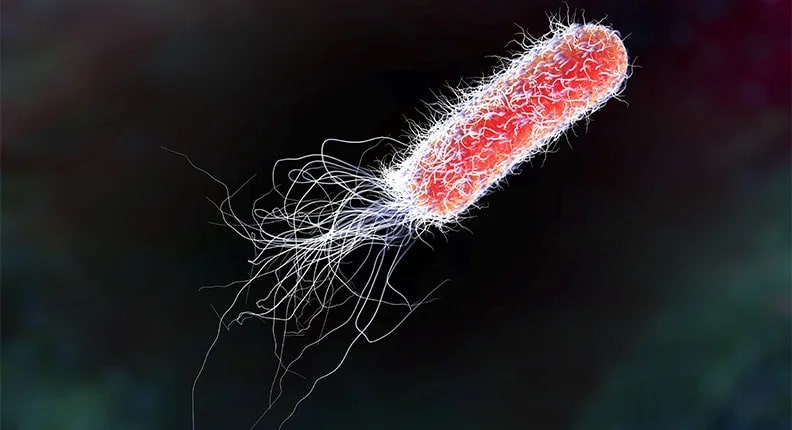 [Hình 1] Escherichia coli (E. coli), một loại vi khuẩn coliform - phân tích vi sinh trong kiểm tra chất lượng nước